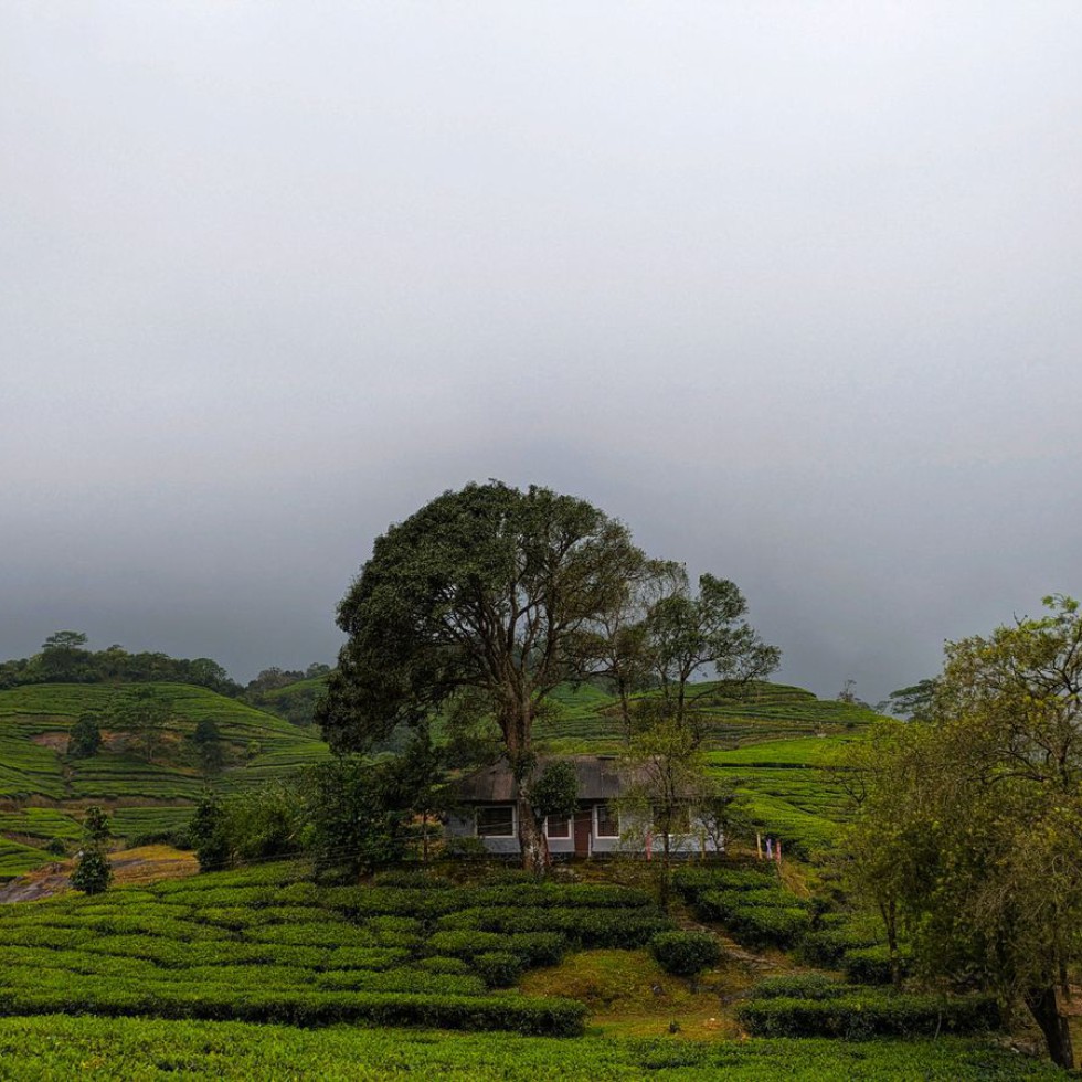 চা-বাগানের দেশে দুই দিনের ছুটি