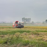 ধান কাটার মৌসুমে কৃষকের যত হিসাব