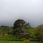 চা-বাগানের দেশে দুই দিনের ছুটি
